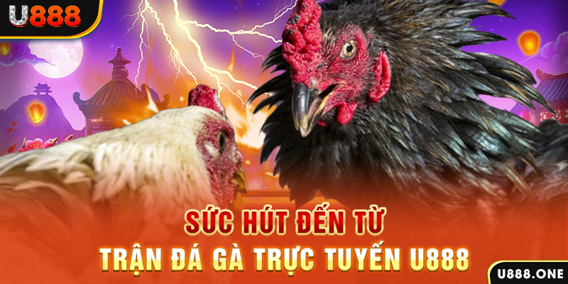 79king 78 hòn gà chọi