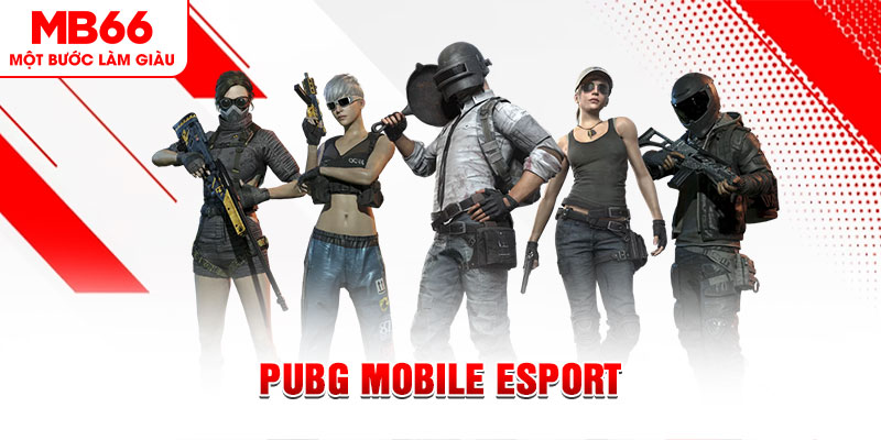 79king 78 gà chọi c1 mới nhất