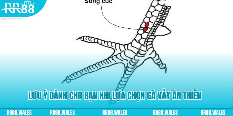 79king 78 how to play roulette at casino