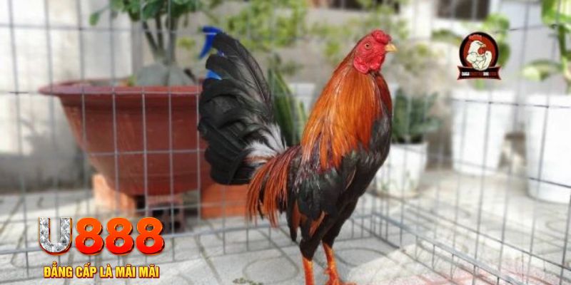 79king 78 tải nổ hũ trên máy tính