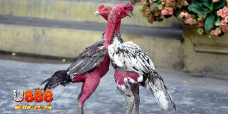 79king 78 bàn cầu điểm số tay trước trong baccarat là gì